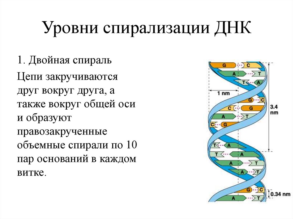 Уровни спирализации ДНК