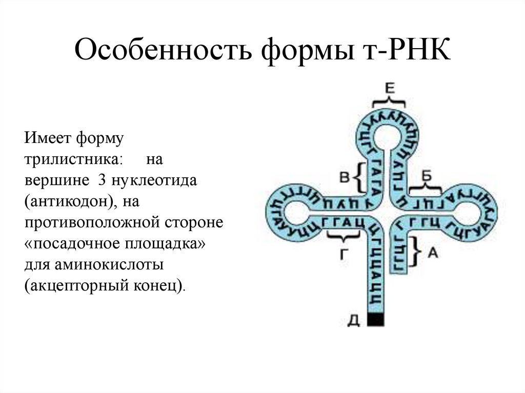 Особенность формы т-РНК