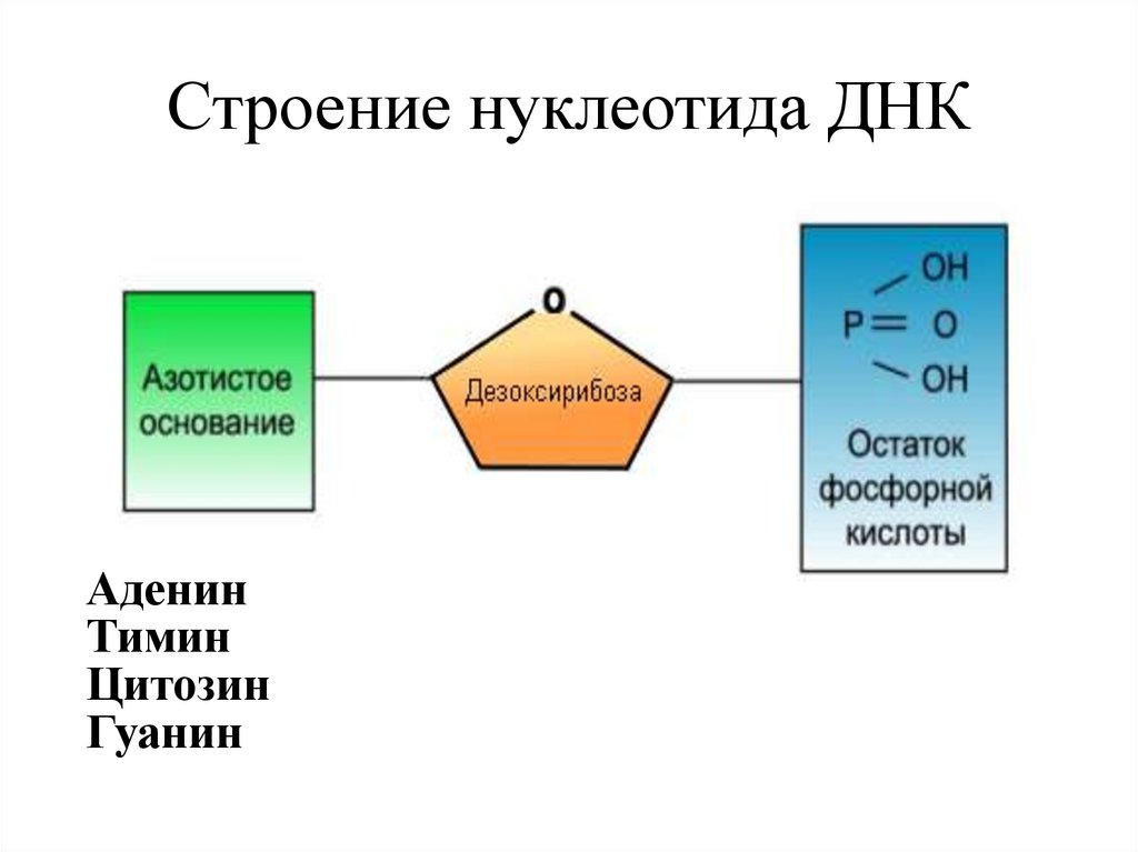 Строение нуклеотида ДНК