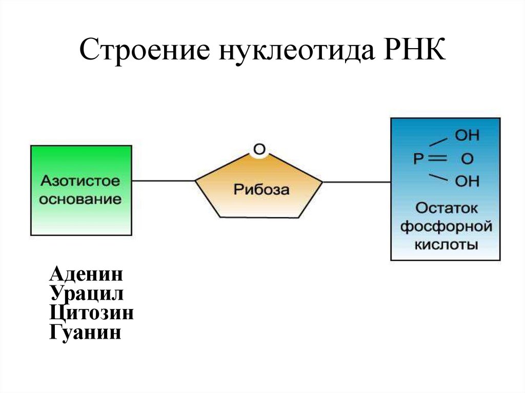 Строение нуклеотида РНК