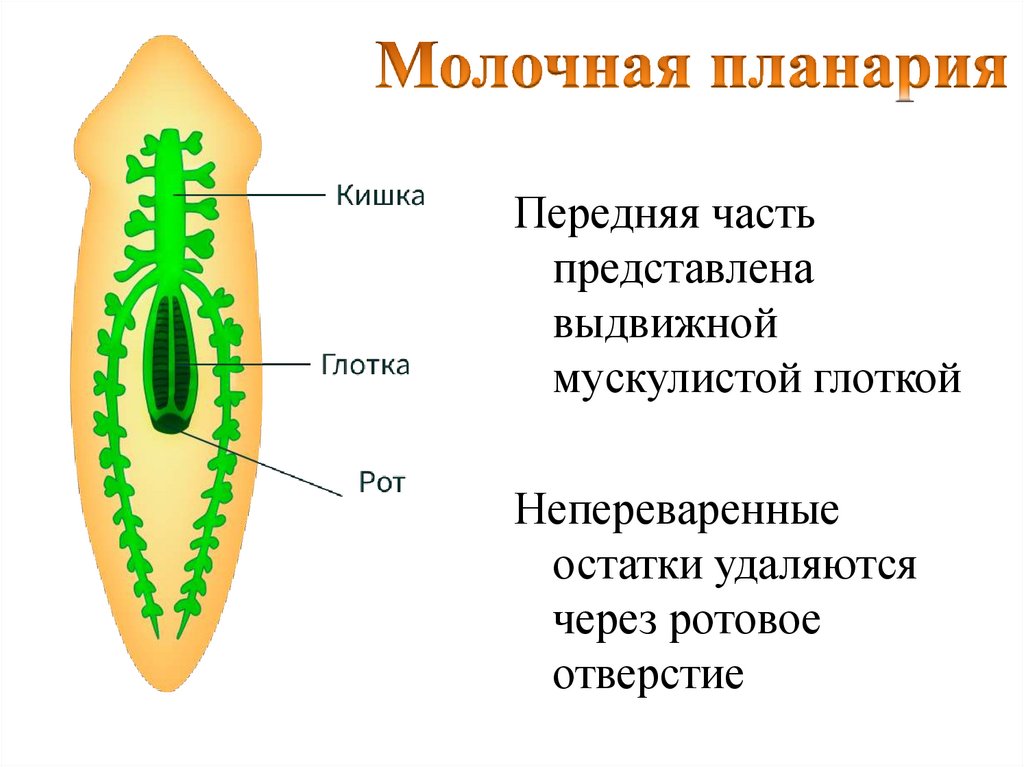 Молочная планария