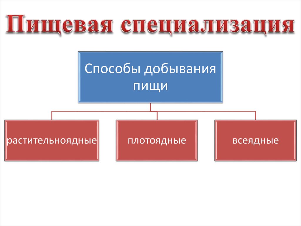 Пищевая специализация