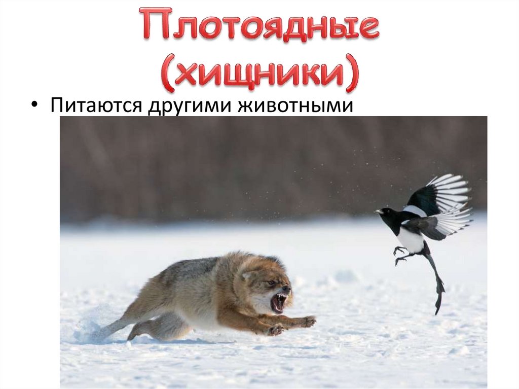 Плотоядные (хищники)