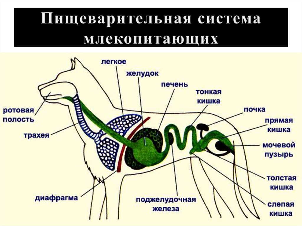 Пищеварительная система млекопитающих