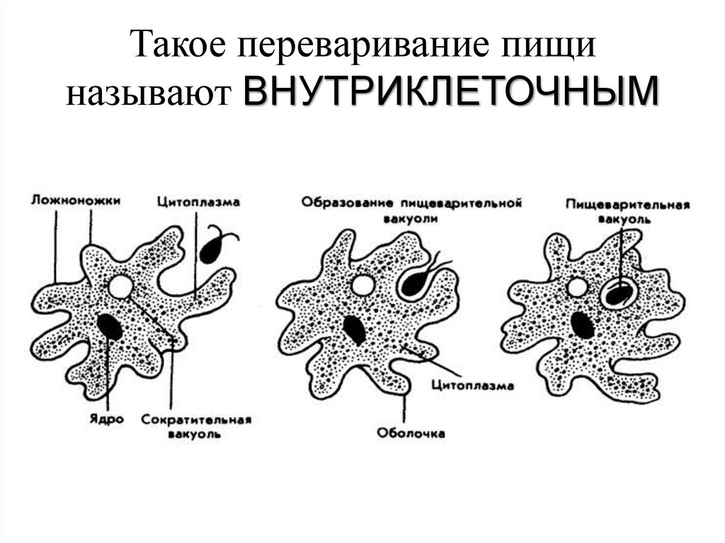 Такое переваривание пищи называют ВНУТРИКЛЕТОЧНЫМ