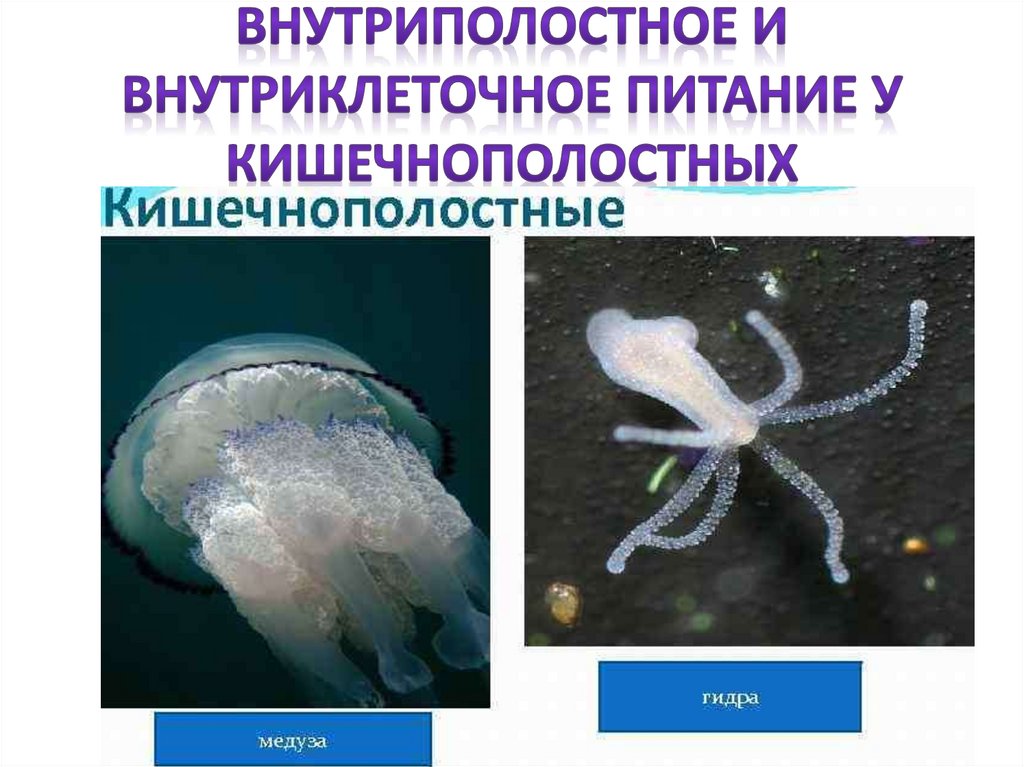 Внутриполостное и внутриклеточное питание у кишечнополостных