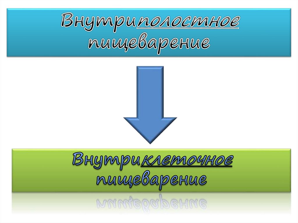 Внутриполостное пищеварение