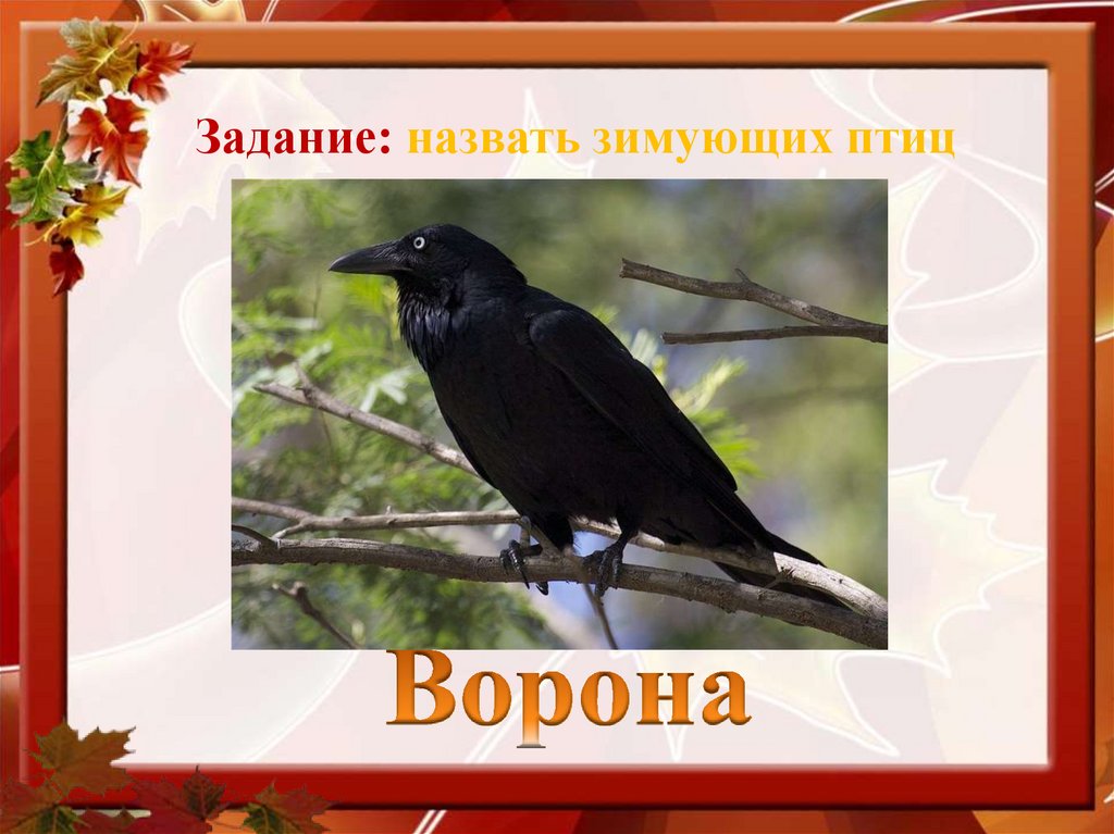 Задание: назвать зимующих птиц