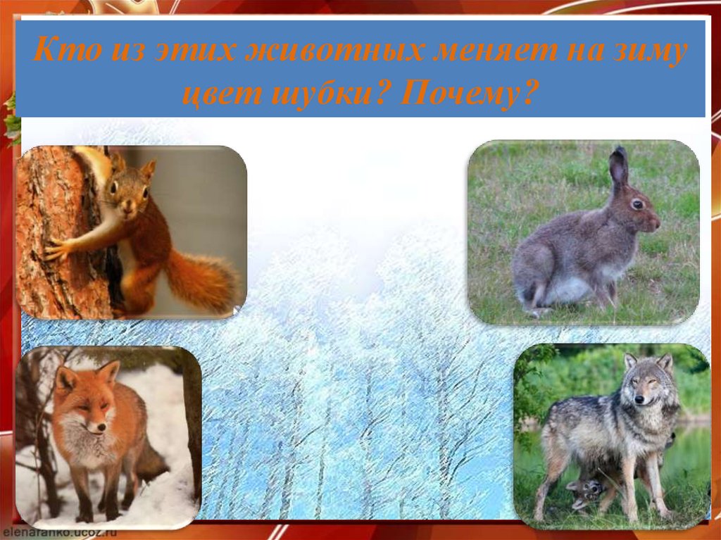 Кто из этих животных меняет на зиму цвет шубки? Почему?
