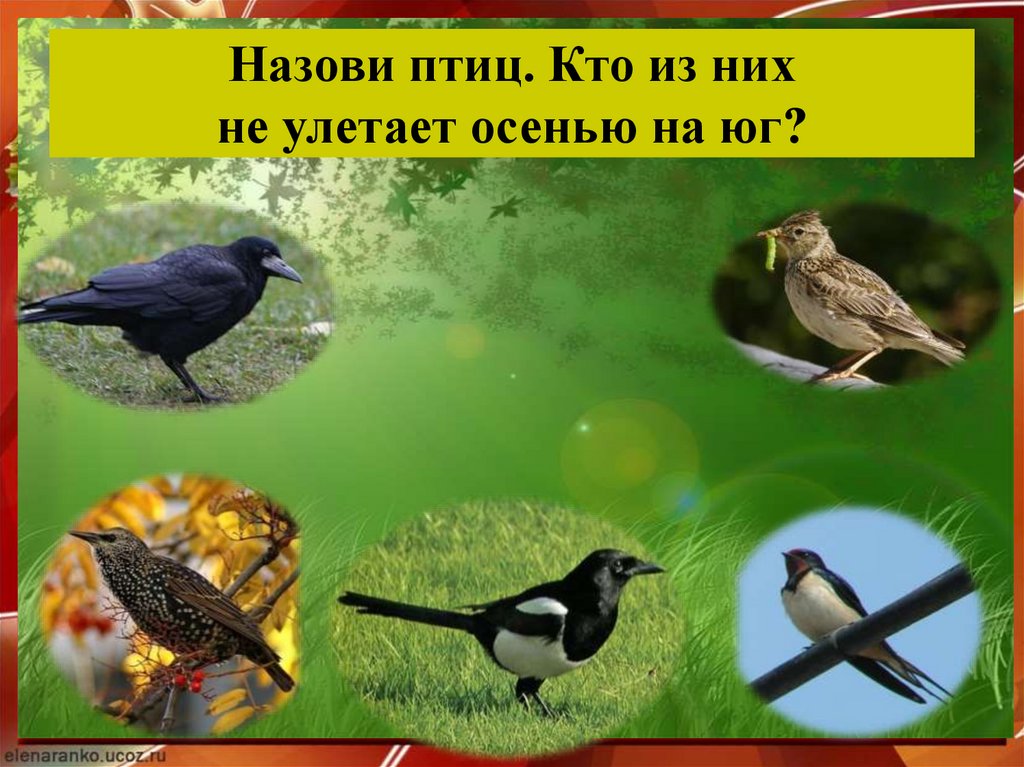 Назови птиц. Кто из них не улетает осенью на юг?
