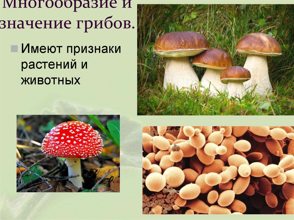 Многообразие и значение грибов.