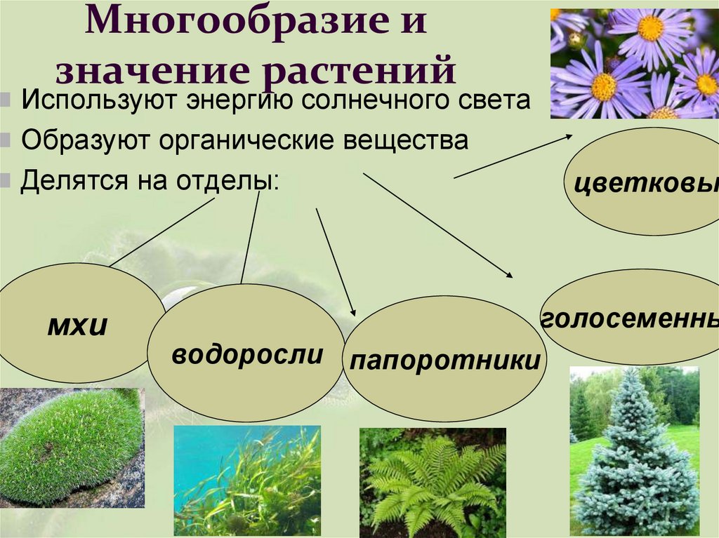 Многообразие и значение растений