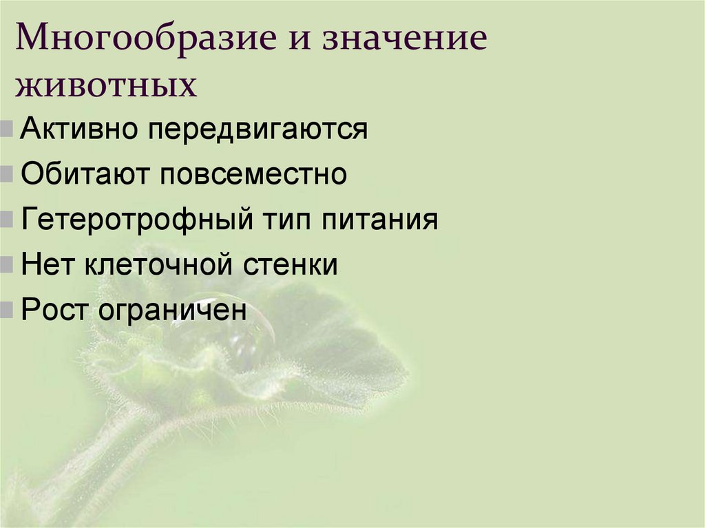 Многообразие и значение животных