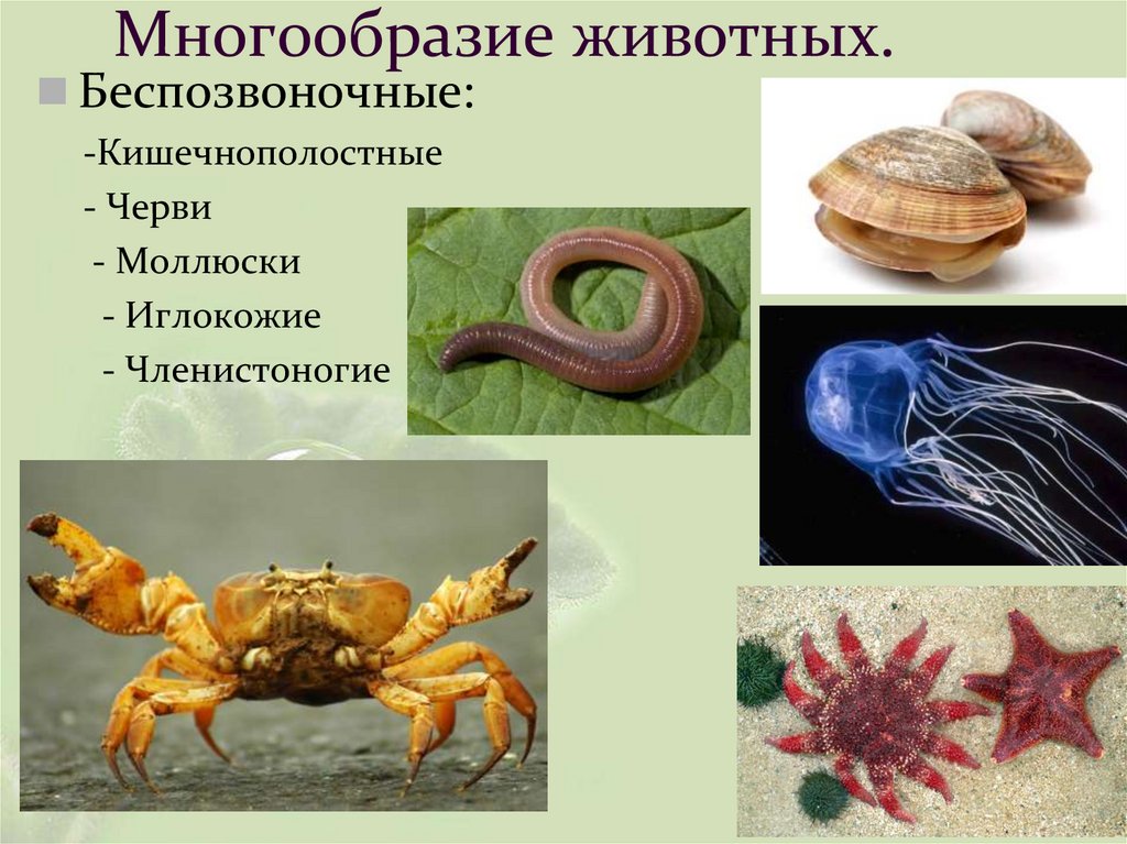 Многообразие животных.