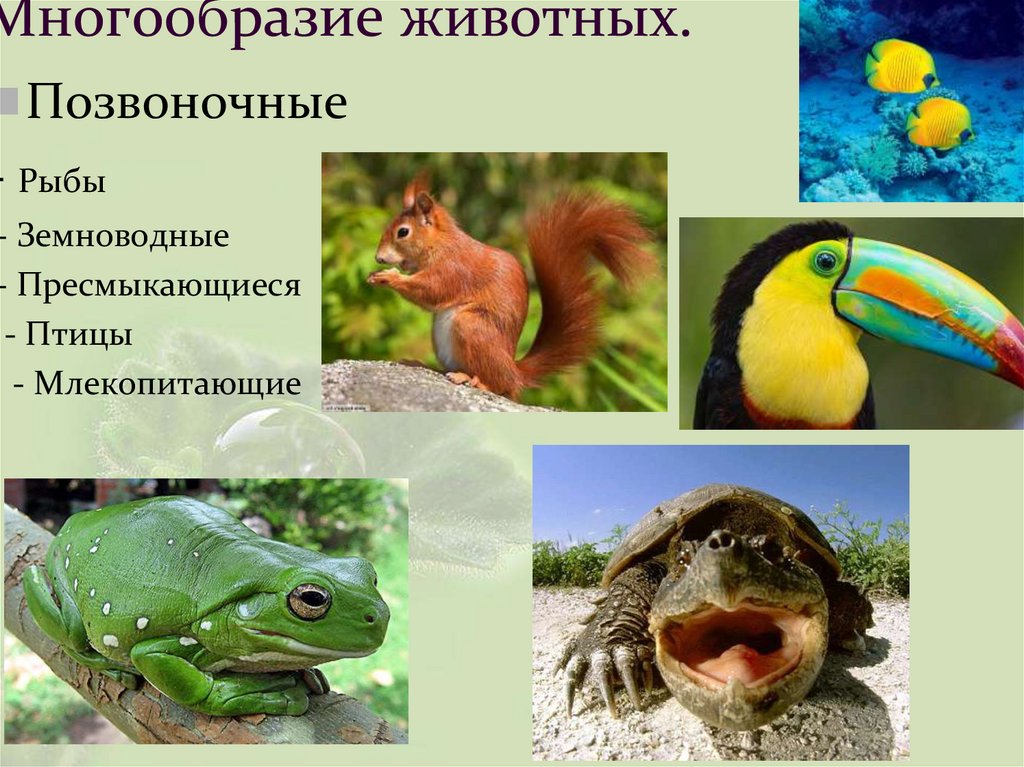 Многообразие животных.