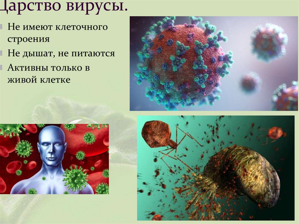 Царство вирусы.