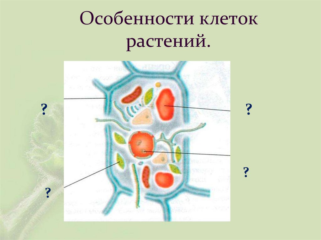 Особенности клеток растений.