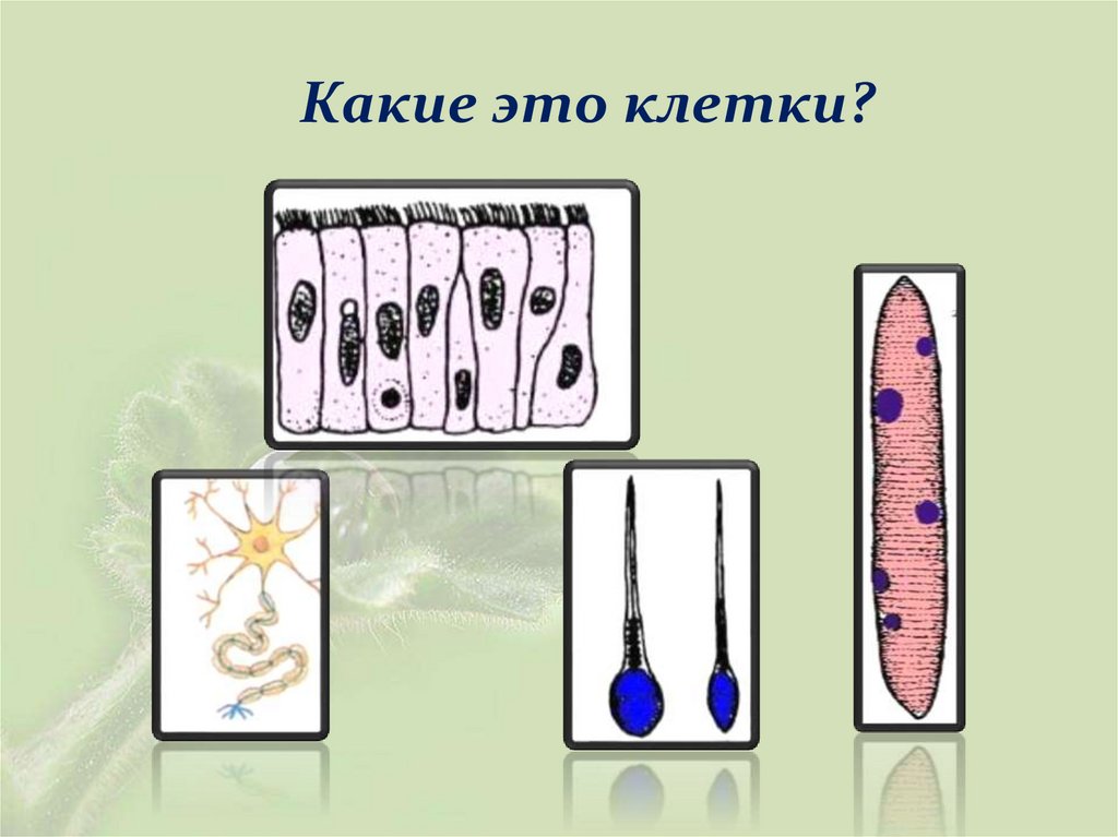Какие это клетки?