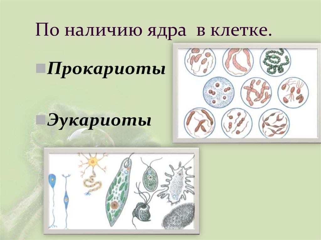 По наличию ядра в клетке.