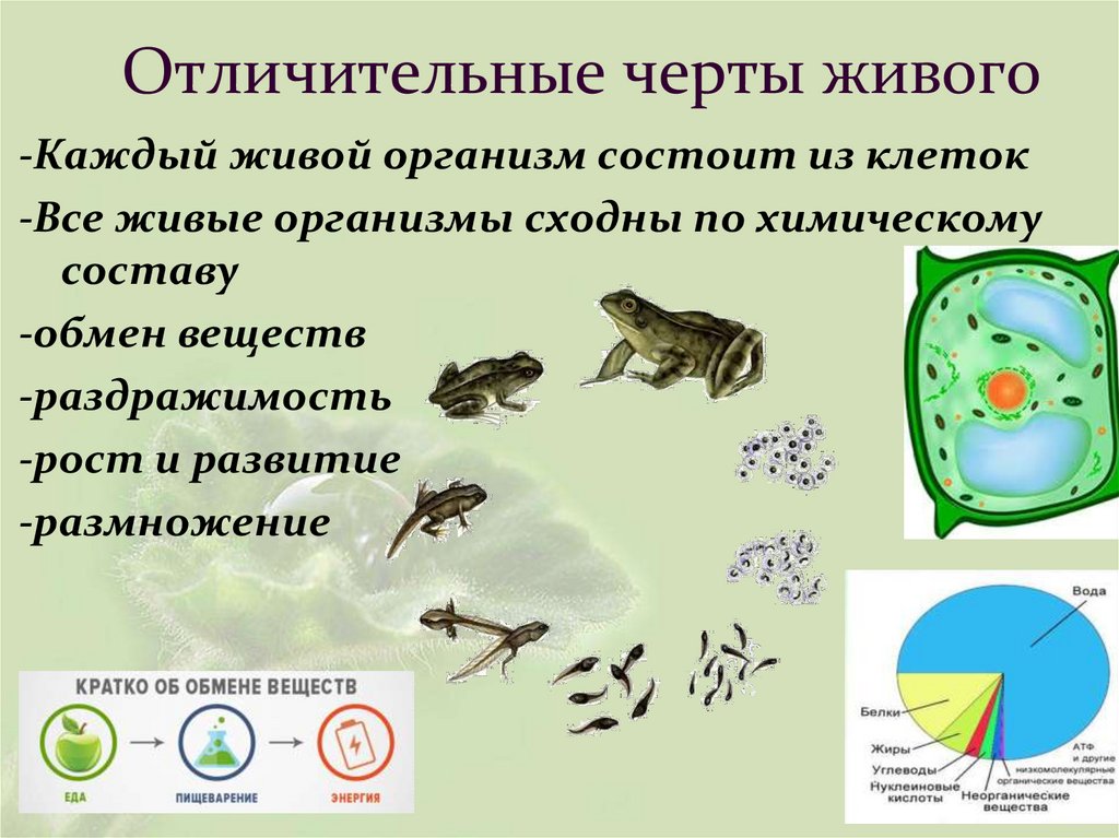 Отличительные черты живого