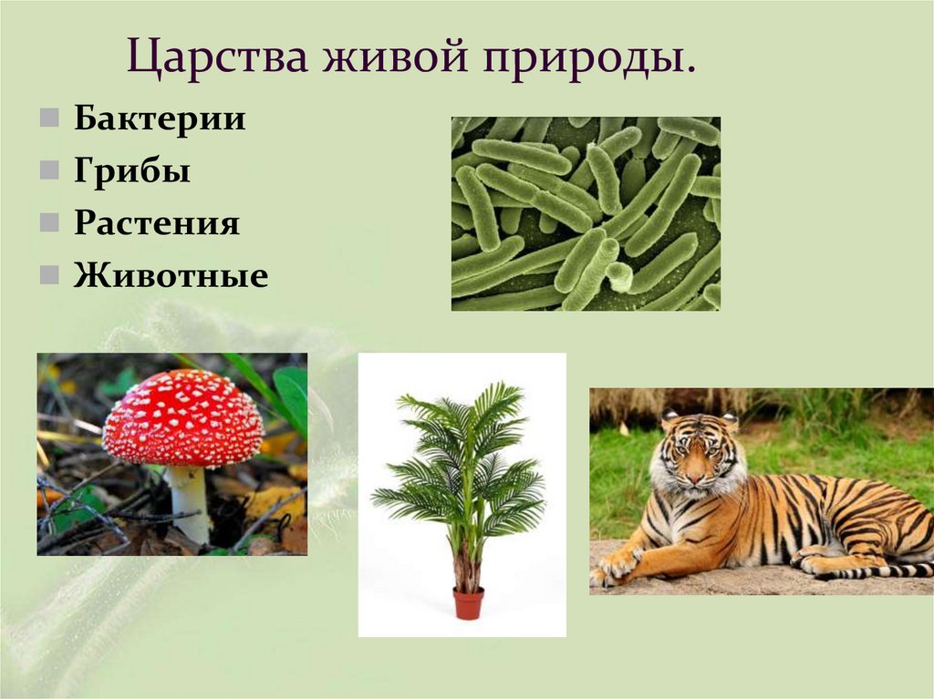 Царства живой природы.