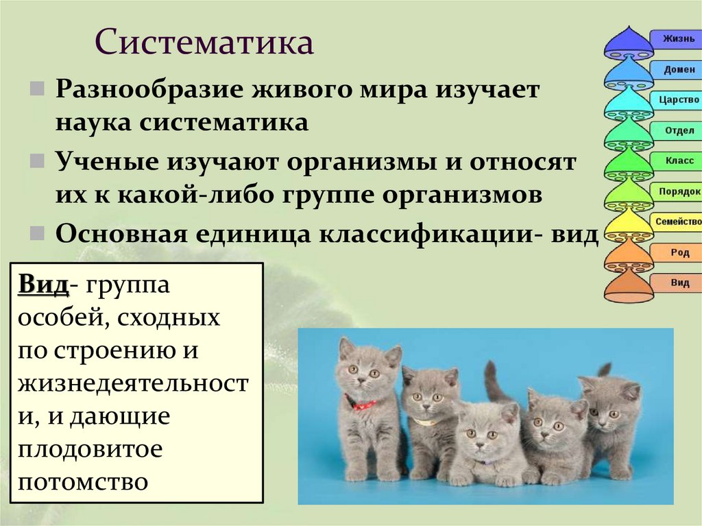 Систематика