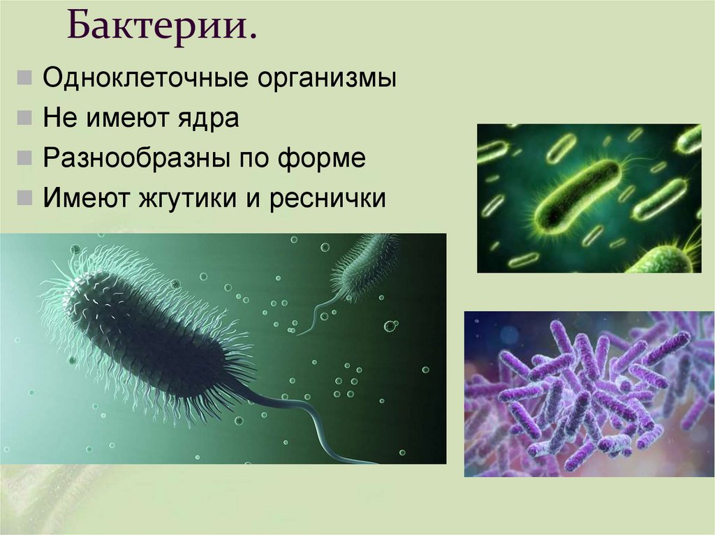 Бактерии.