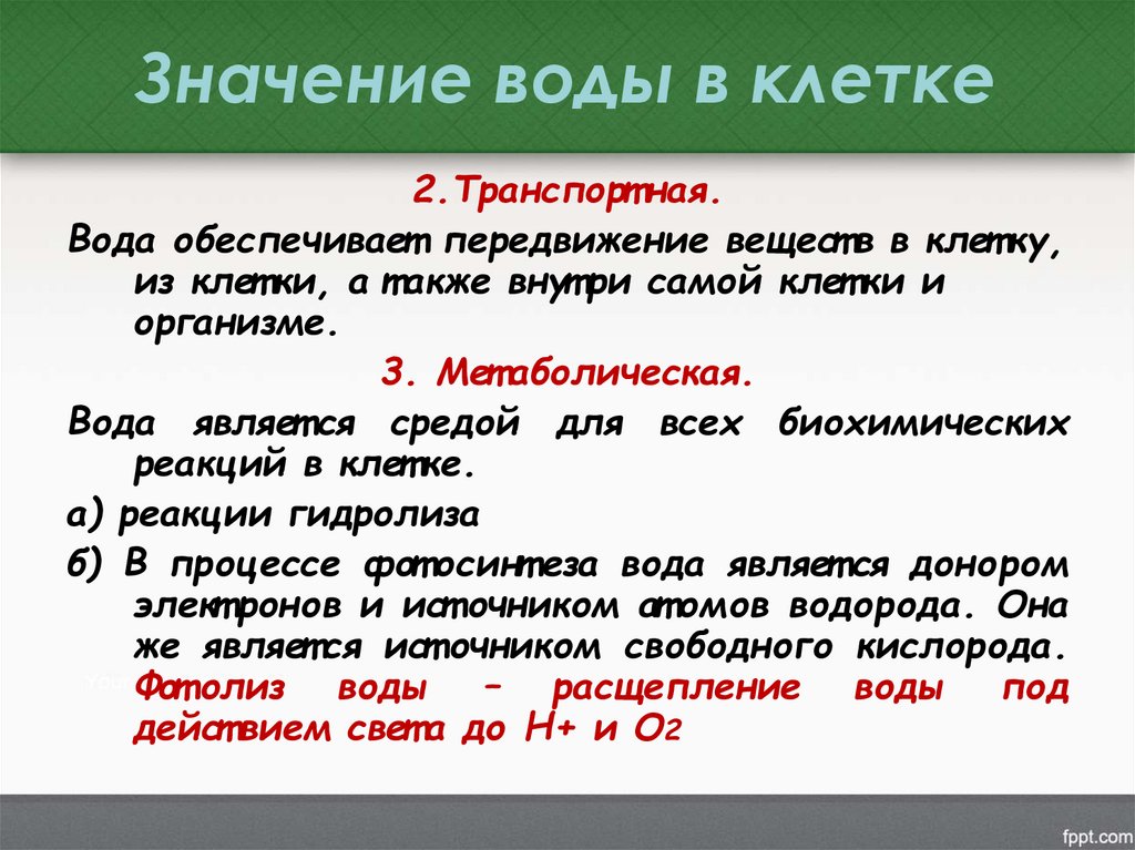 Значение воды в клетке