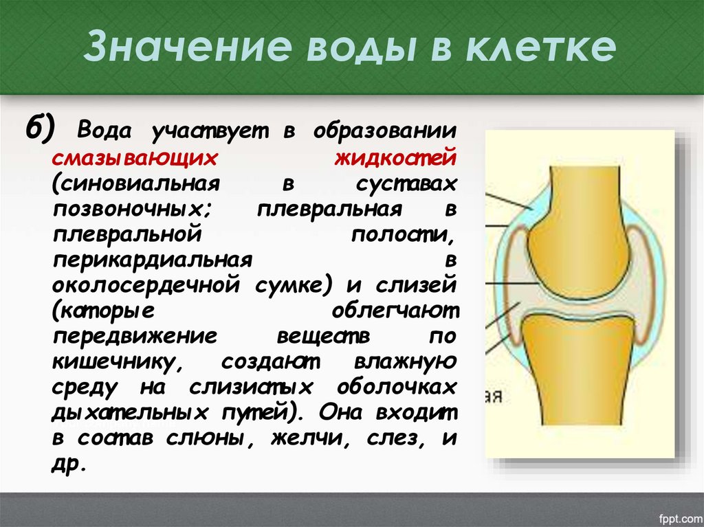 Значение воды в клетке