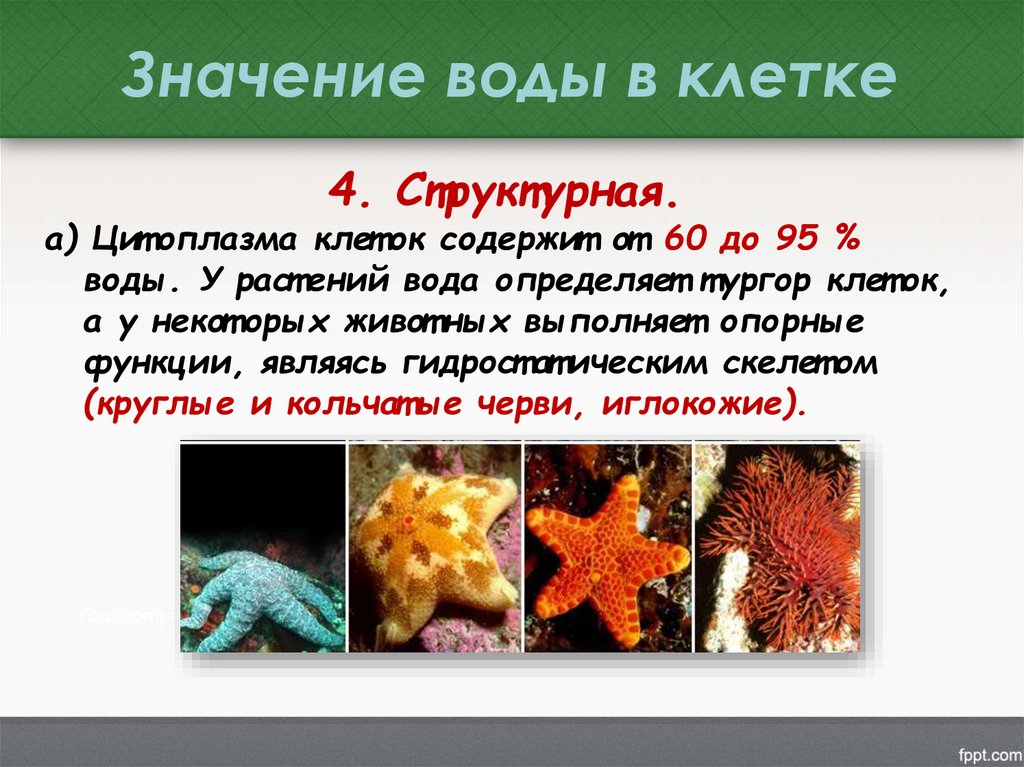 Значение воды в клетке