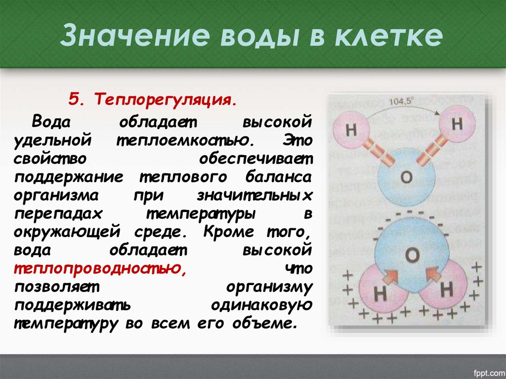 Значение воды в клетке