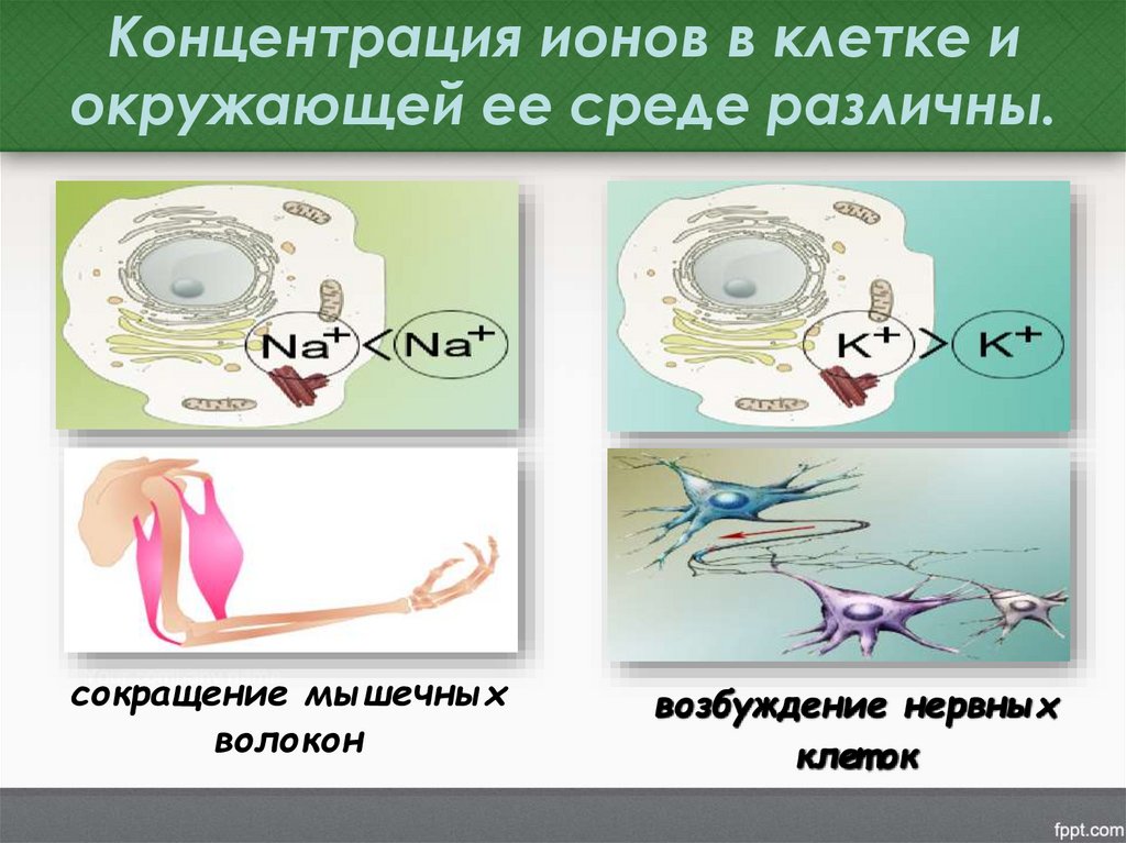 Концентрация ионов в клетке и окружающей ее среде различны.