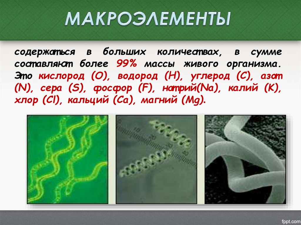 МАКРОЭЛЕМЕНТЫ