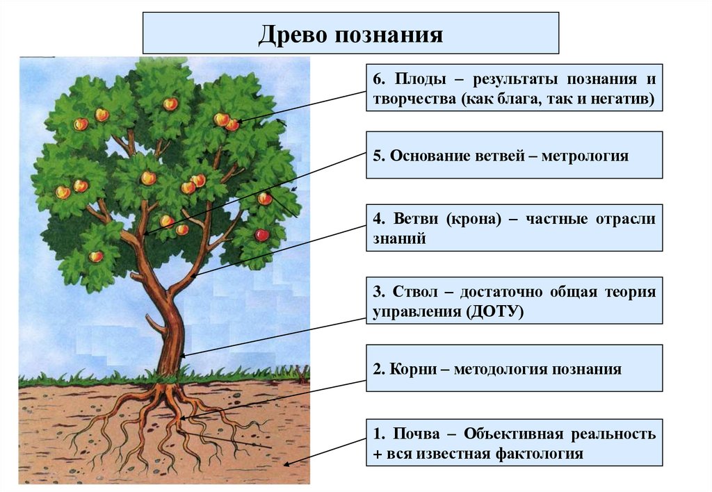 Древо познания