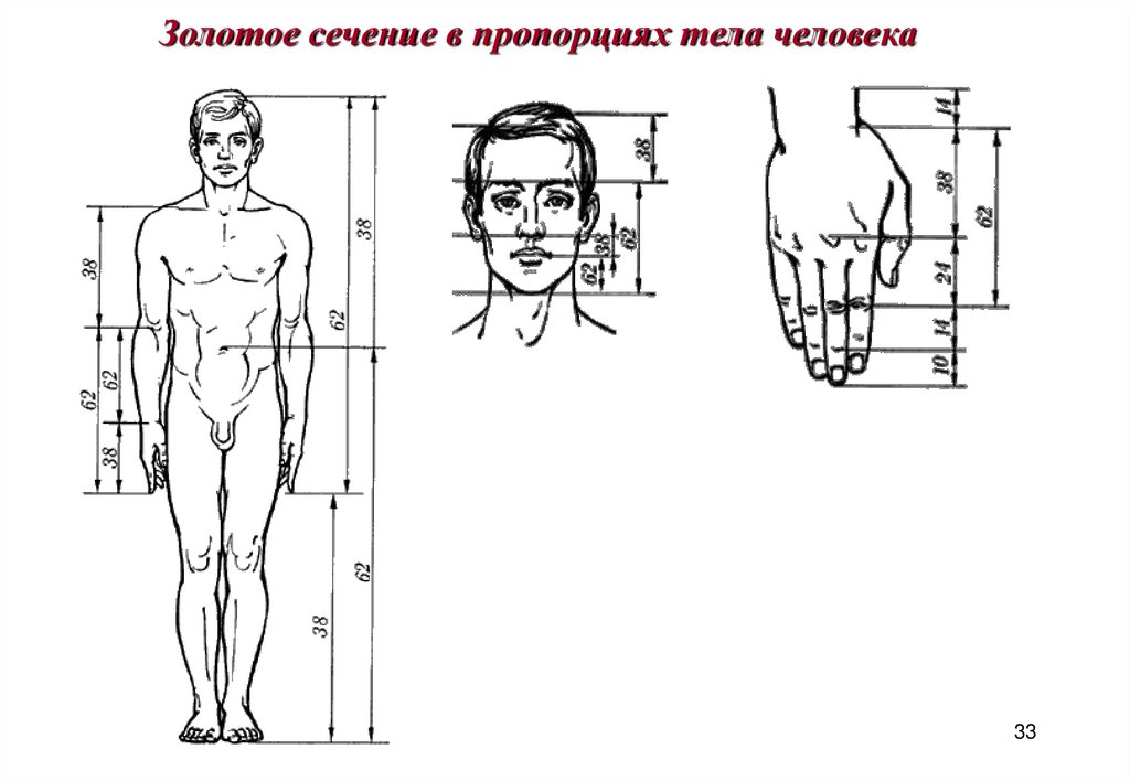 Золотое сечение в пропорциях тела человека