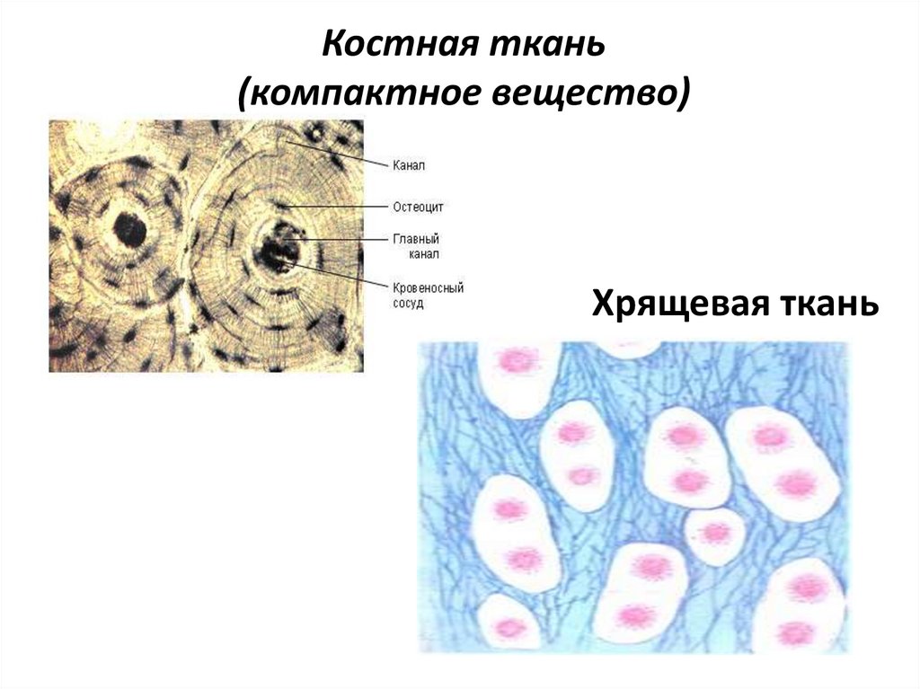 Костная ткань (компактное вещество)