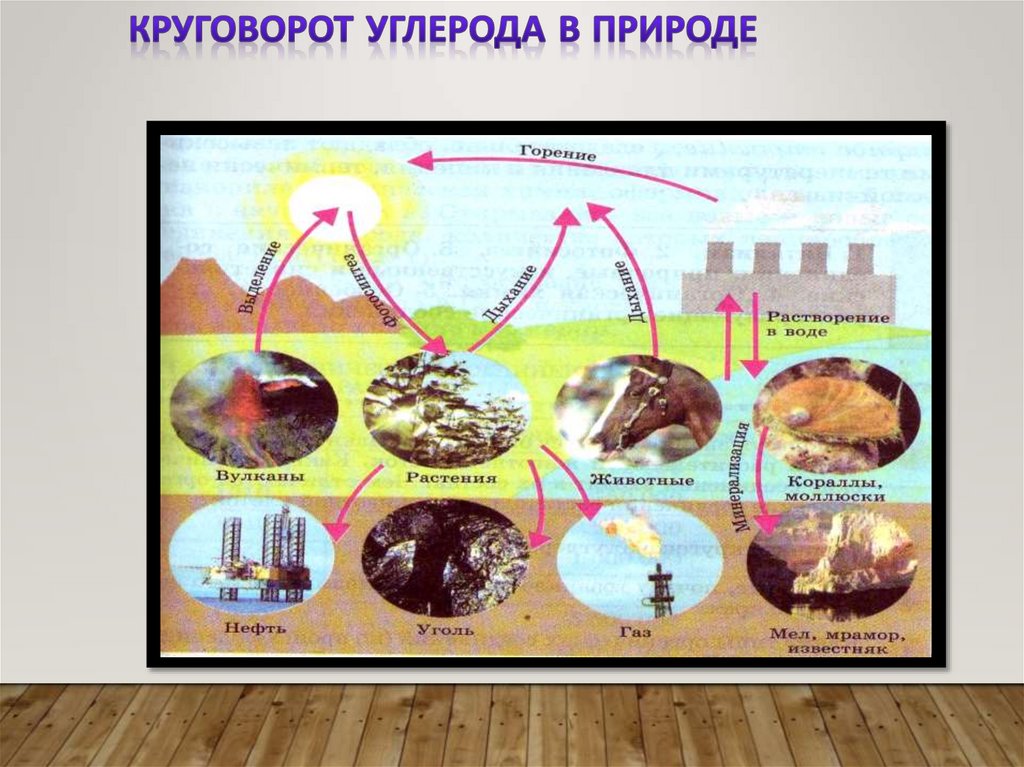 Круговорот углерода в природе