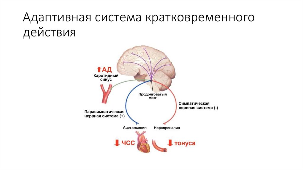 Адаптивная система кратковременного действия