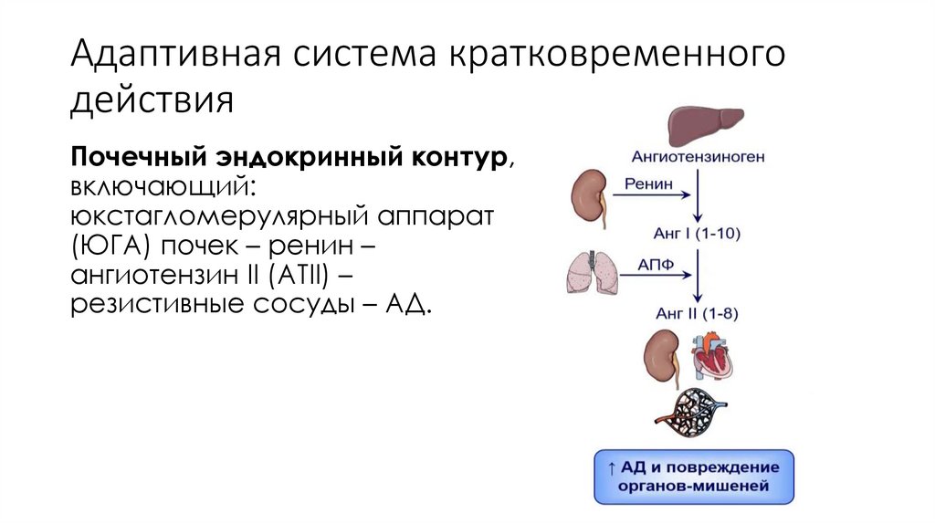 Адаптивная система кратковременного действия
