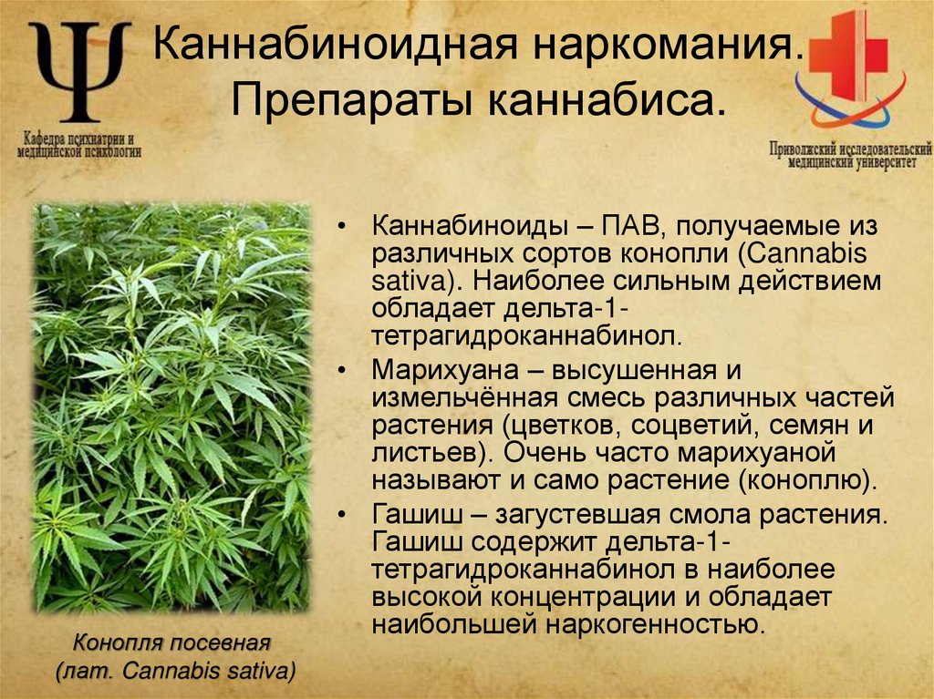 Каннабиноидная наркомания. Препараты каннабиса.