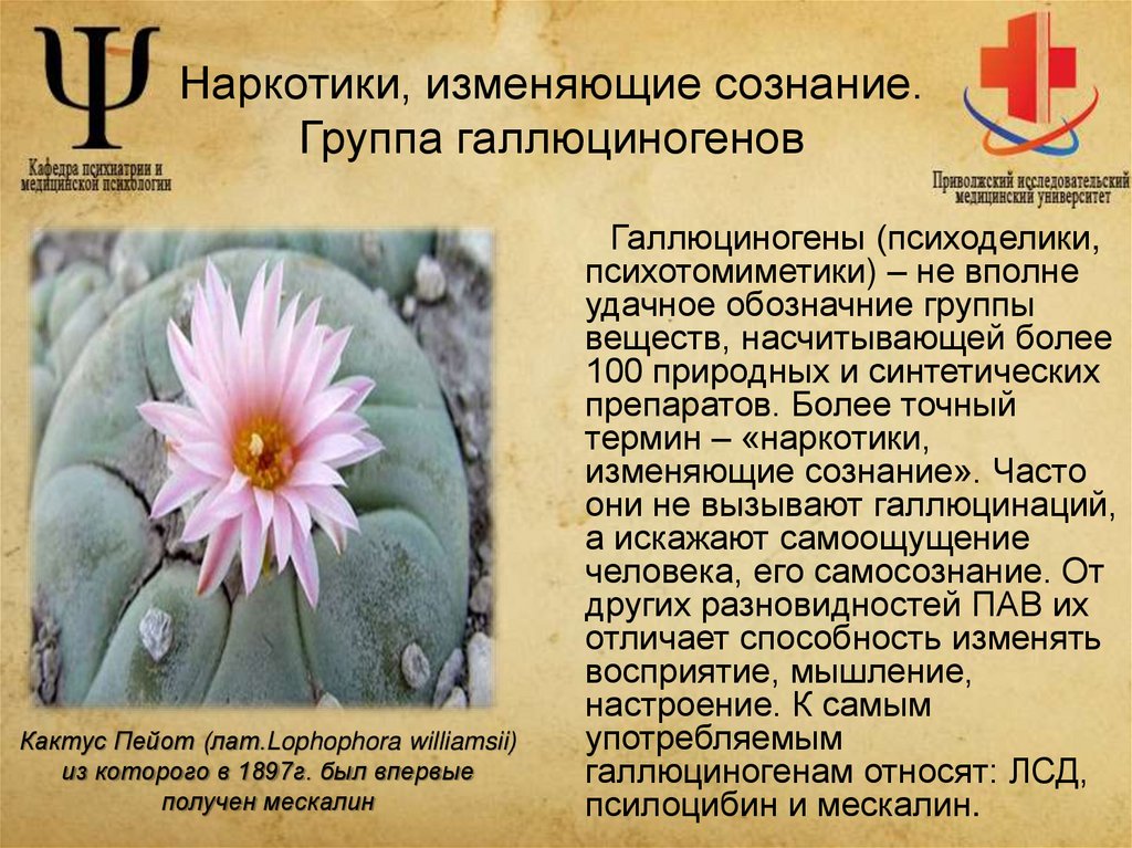 Наркотики, изменяющие сознание. Группа галлюциногенов