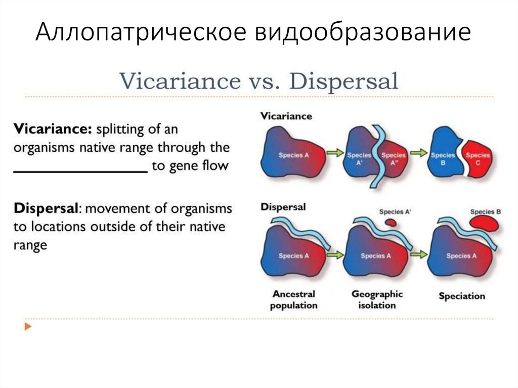 Аллопатрическое видообразование