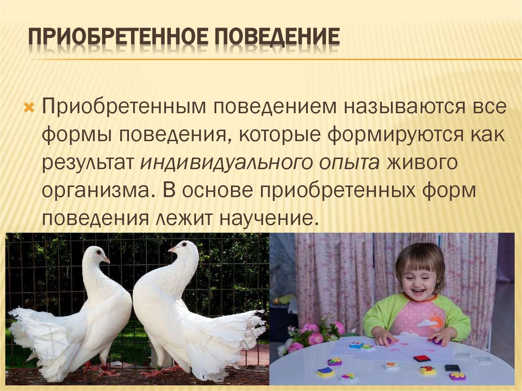  Приобретенное поведение