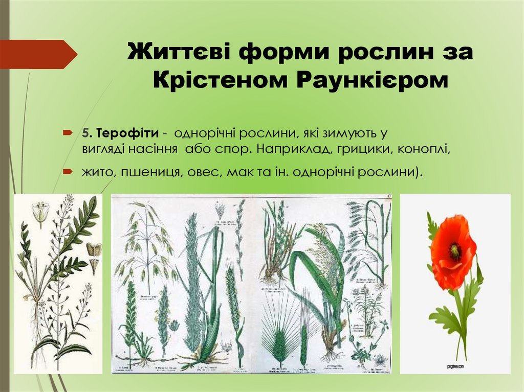 Життєві форми рослин за Крістеном Раункієром