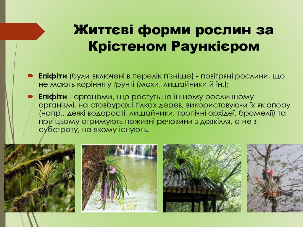 Життєві форми рослин за Крістеном Раункієром