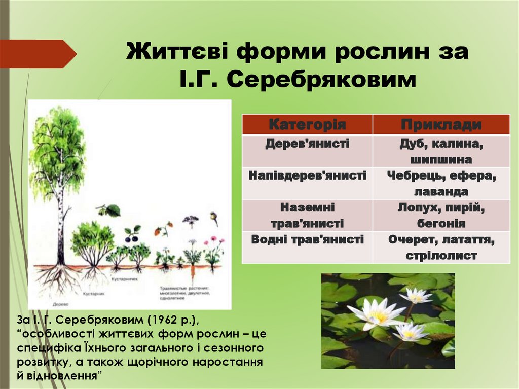 Життєві форми рослин за І.Г. Серебряковим