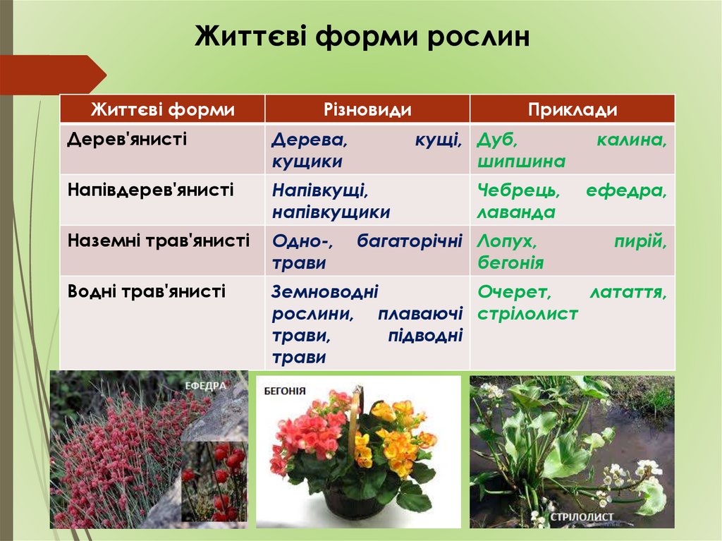 Життєві форми рослин