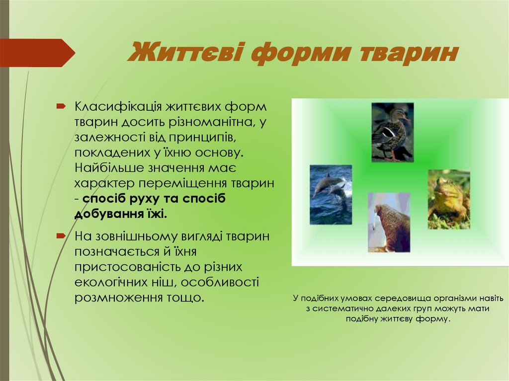 Життєві форми тварин