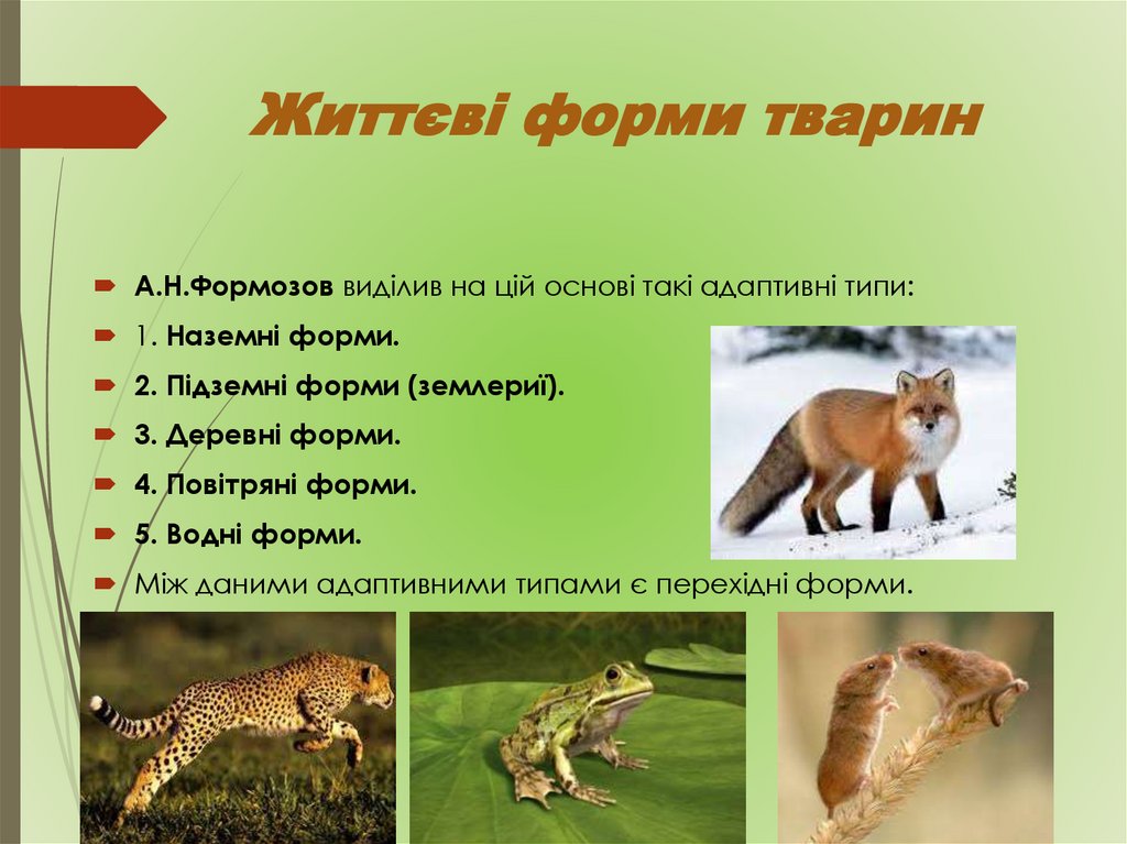 Життєві форми тварин