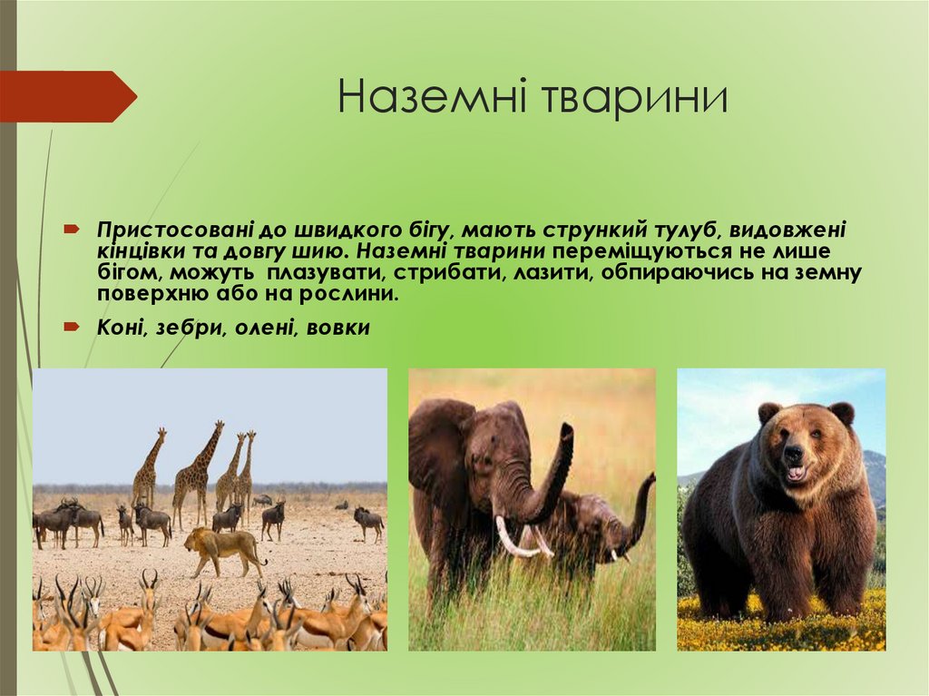 Наземні тварини